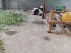 -西安秦岭野生动物园
