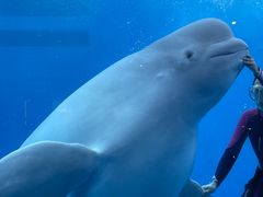 -海合安成都极地海洋公园