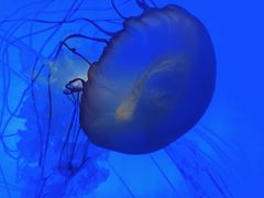 -上海海洋水族馆