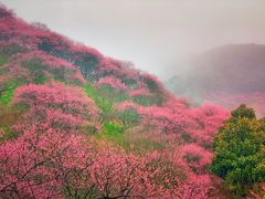 -新建村梅花