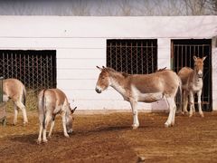 -青藏高原野生动物园