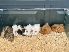 -FAIRYLAND龙族星球主题餐厅(凯丹广场店)