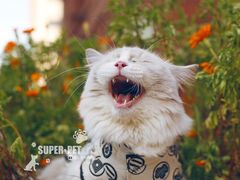 -超宠爱宠物摄影-Super pet