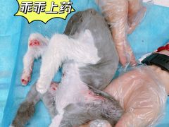-美迦爱动物医院·夜诊(朝阳路诊疗中心)