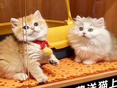 -欣宠猫屋·矮脚拿破仑·蓝金金渐层