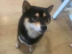 -南京Hallo宠物乐园·哈罗犬舍·柴犬繁育基地
