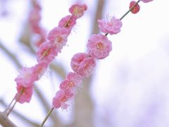 -花开海上生态园