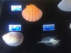 -贝壳梦幻世界