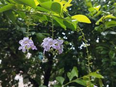 -嘉豪轩(亨利店)