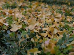 -三里屯东五街银杏大道