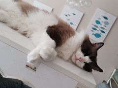 -有猫儿腻咖啡厅.猫咖