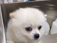 -安安宠医·安宠宠物医院