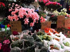 -曲阳花鸟市场(曲阳路店)