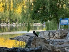 -阿尔丁植物园