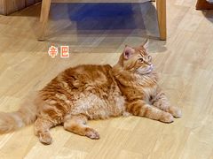 -藏猫猫咖啡主题馆(中央大道店)