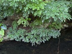 -燕晗山郊野公园
