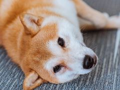 -柴源莊·柴小宠柴犬咖啡