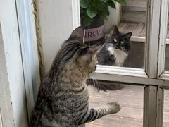 -海边的猫和咖啡馆