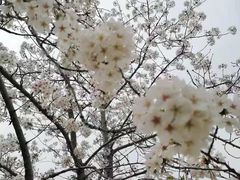 -顾村公园