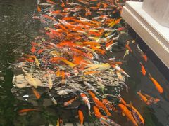 -龙悦湾酒家·八阵鱼生·渔人码头店