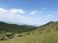 -大姆山草场