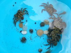 -那香海钻石沙滩浴场