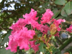 -广东花都香草世界旅游度假区