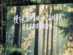 -汤旺河林海奇石景区