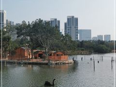-五缘湾湿地公园