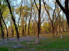 -苏家坨柳林村二月兰花海