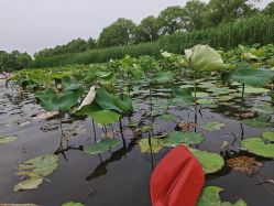 -剑鱼皮划艇俱乐部(石湖基地)