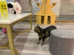 -BABIT巴比特宠物(MOMOPARK店)