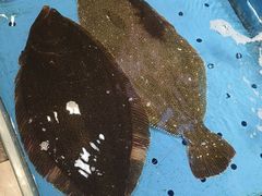 -添福来墨鱼饺子 · 海鲜东北菜(大连星海·黄浦路店)