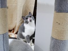 -瑞鹏宠物医院·夜间急症·心超·猫科(祖庙分店)