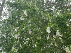 -野鸭湖国家湿地公园