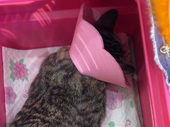 -纳吉亚猫专科动物医院博雅分院