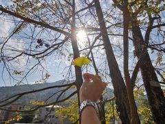 -南雄冯屋银杏山庄