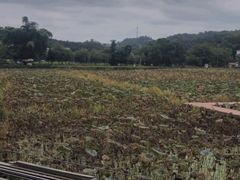 -红山村