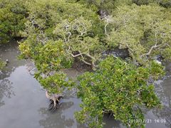-北海金海湾红树林生态旅游区