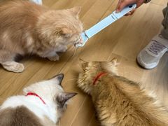 -唐小姐の私宠·宠物洗护美容·撸猫馆·购宠(周浦万达旗舰店)