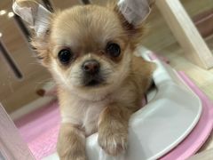 -momokira米努特·德文卷毛猫·棉花面纱犬