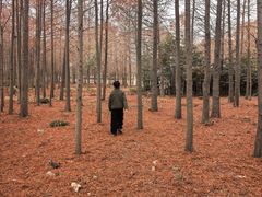 -上海海湾国家森林公园