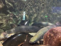 -太平洋海底世界