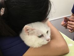 -凯特喵百思猫专科医院