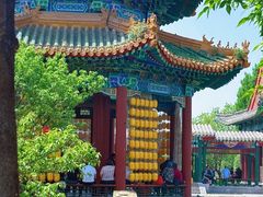 -曹州牡丹园