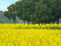 -中国天府农业博览园