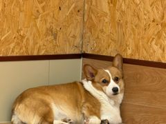 -和它·交个朋友·狗咖猫咖(爱琴海店)