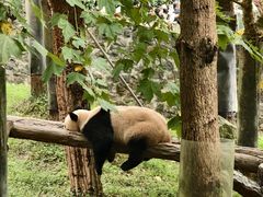 -都江堰中华大熊猫苑