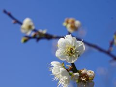 -广州市流溪河国家森林公园