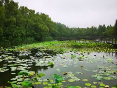 -昆山城市生态森林公园